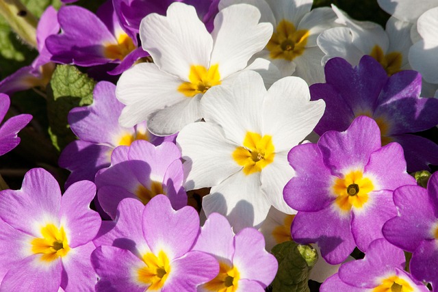 Forbløffende Primula fra Mayflower: Sådan bruger du dem i smukke buketter
