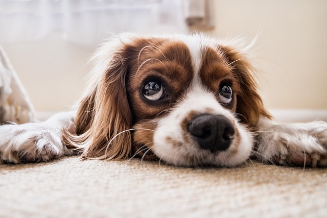 Trixies hundetæppe: Den ultimative løsning til at holde din hund varm og hyggelig