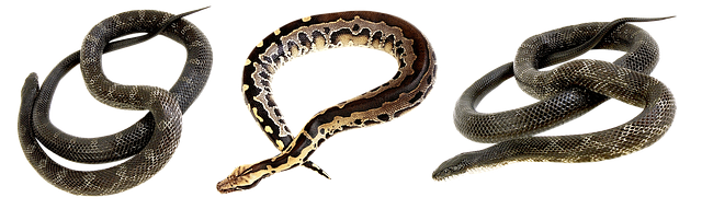 Den fascinerende historie bag slangetromler: Fra oldtidens brug til moderne anvendelser