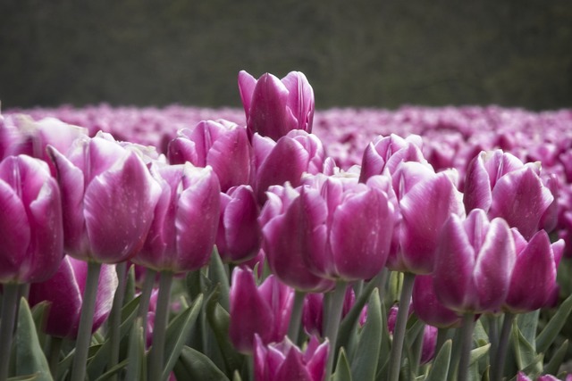 Tulipanløg i potter: Tips til at skabe en fantastisk blomsterudsmykning