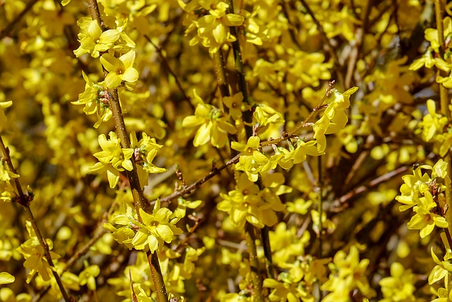 Captivating Your Senses: Exploring the Fragrance of Forsythia