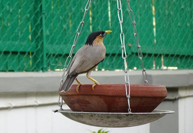 Fuglebad fra vidaXL - en nem og hurtig måde at tilføje liv til din have